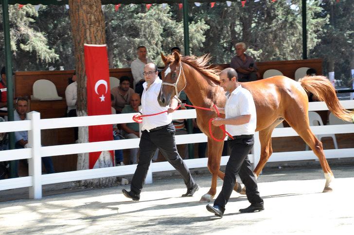 TİGEM 49 tayın satışından toplam 8 milyon 466 bin lira gelir elde etti G5