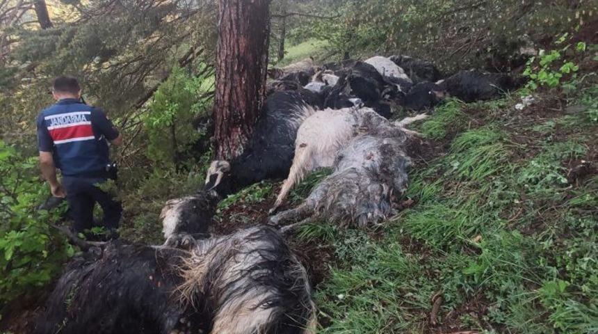 Gümüşhane'de yıldırım isabet eden 43 keçi telef oldu