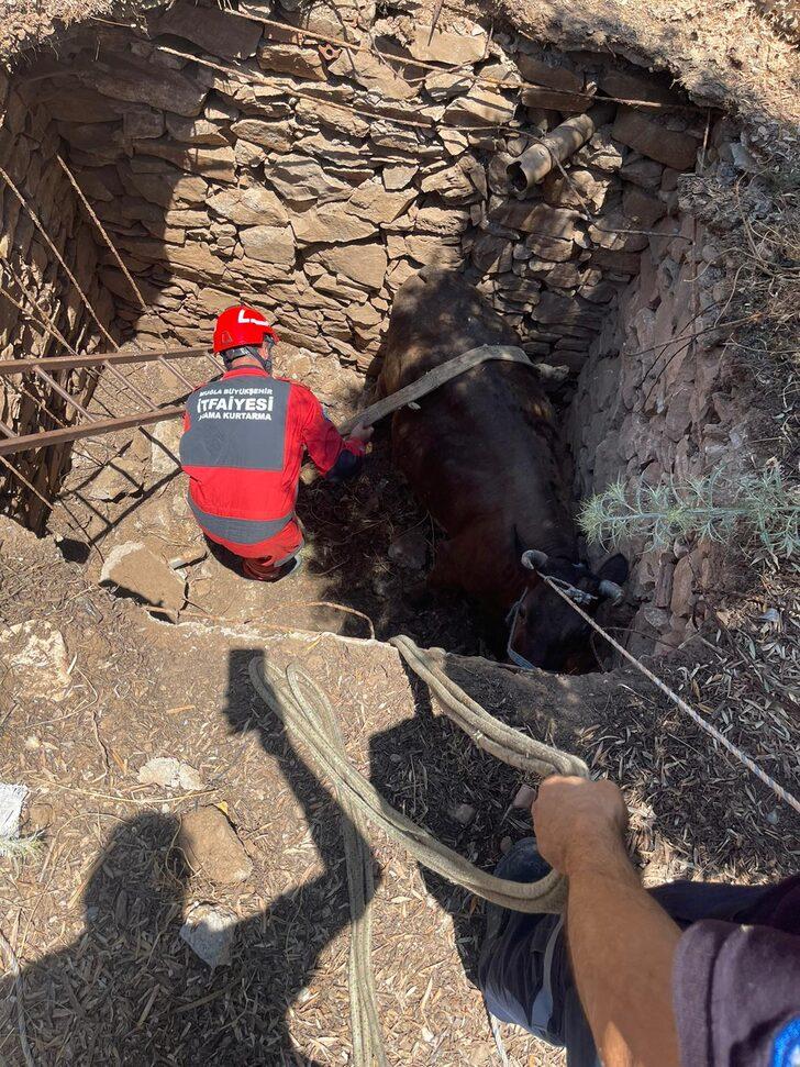 Muğla'da kuyuya düşen inek itfaiye ekiplerince kurtarıldı G2