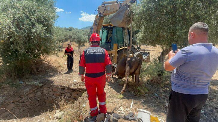 Muğla'da kuyuya düşen inek itfaiye ekiplerince kurtarıldı G3