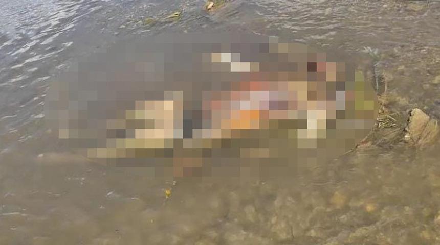 Van Gölü kıyısında kan donduran olay! Korkunç bir halde buldular