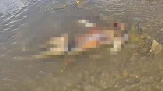 Van Gölü kıyısında kan donduran olay! Korkunç bir halde buldular