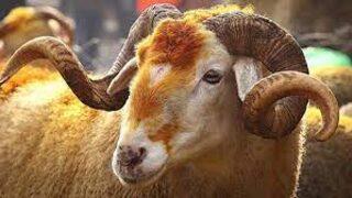 2022 Vekaletle kurban kesim bedeli ne kadar oldu? Diyanet açıkladı! 2022 vekalet yoluyla kurbanlık fiyatları