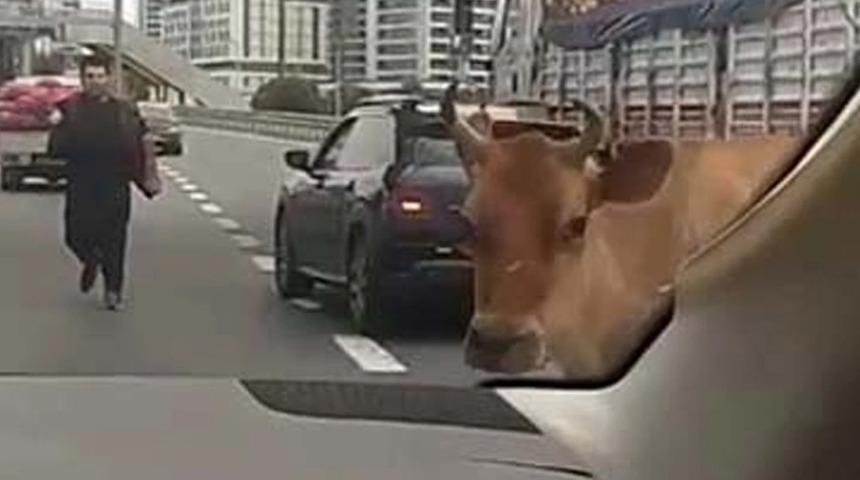 E-5 Karayolu'nda inek alarmı! Gören inanamadı