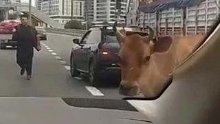 E-5 Karayolu'nda inek alarmı! Gören inanamadı