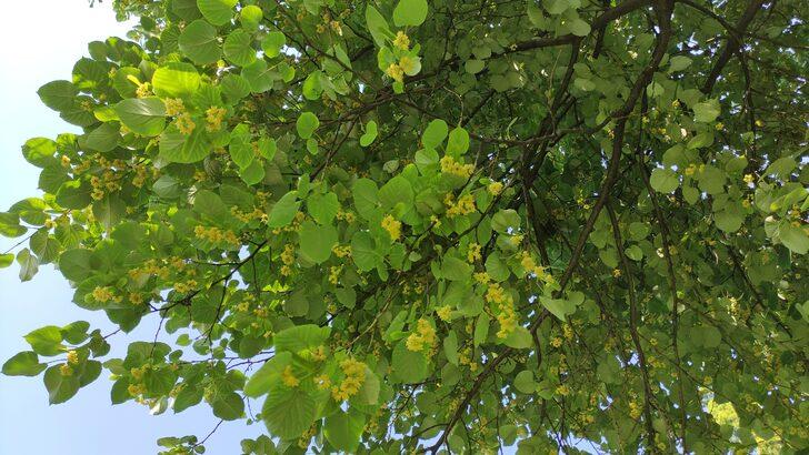 Aktarda kilosu yüzlerce lira! Hemen her sokakta var, kimse toplamıyor G2