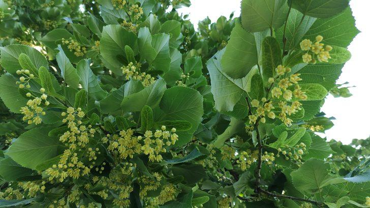 Aktarda kilosu yüzlerce lira! Hemen her sokakta var, kimse toplamıyor G3