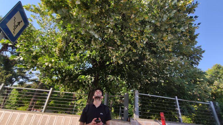 Aktarda kilosu yüzlerce lira! Hemen her sokakta var, kimse toplamıyor G4