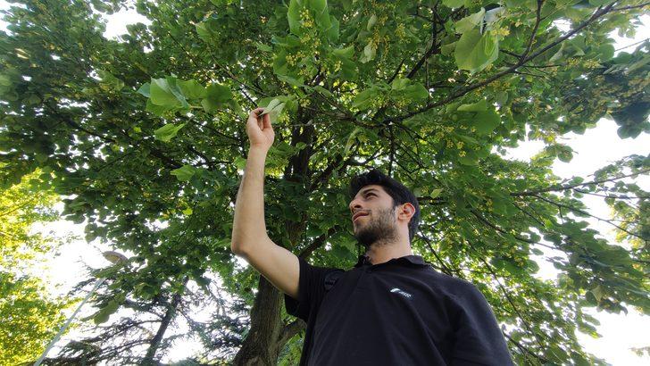 Aktarda kilosu yüzlerce lira! Hemen her sokakta var, kimse toplamıyor G5