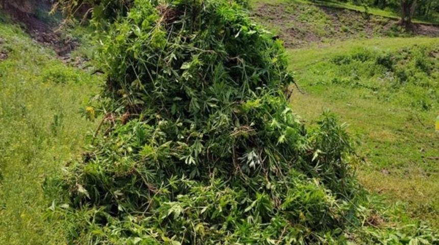 Ardahan'da 5 bin 340 kök Hint keneviri imha edildi