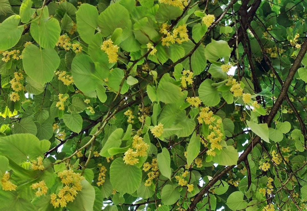 Aktarda kilosu y&uuml;zlerce lira! Hemen her sokakta var, kimse toplamıyor