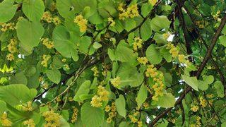 Aktarda kilosu yüzlerce lira! Hemen her sokakta var, kimse toplamıyor