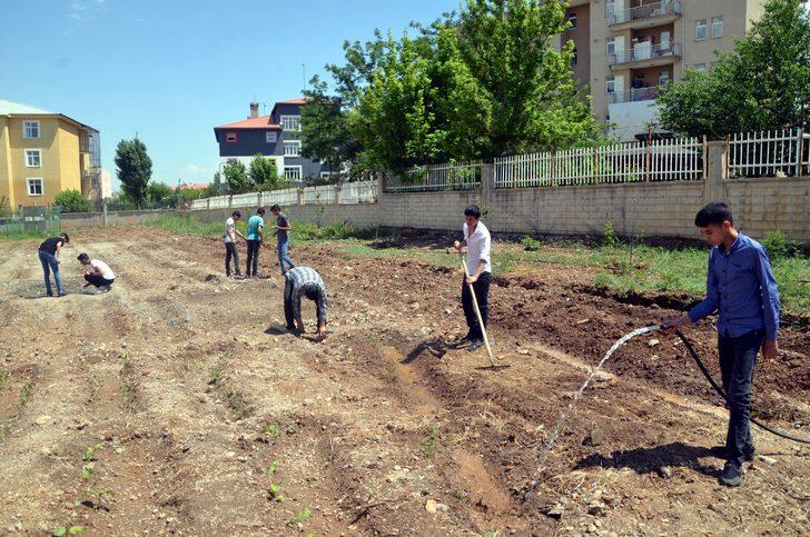 Muş'ta atıl durumdaki okul arazisi bostana dönüştürüldü G5