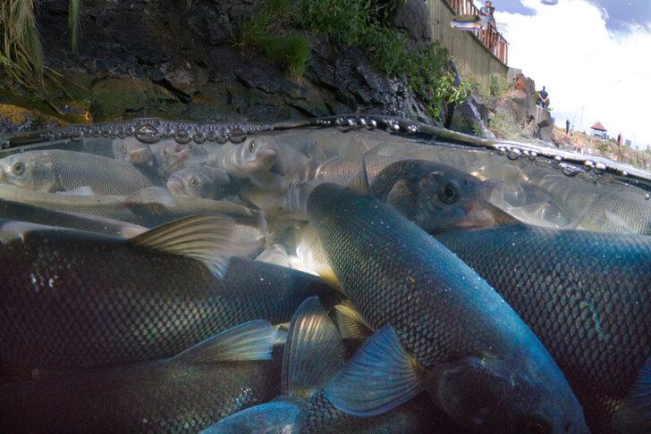 İnci kefalinin zorlu yolculuğu su altı kamerasında G2