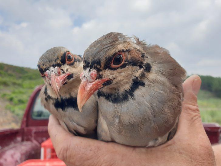 Osmaniye'de yangından zarar gören ormanlara 1000 keklik salındı G2