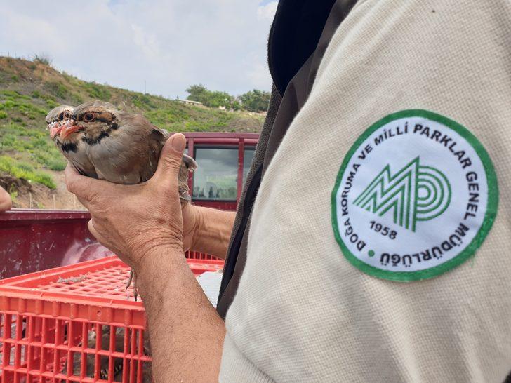 Osmaniye'de yangından zarar gören ormanlara 1000 keklik salındı G4
