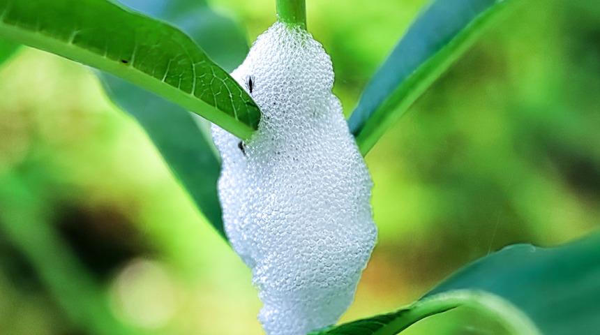 Etrafınıza dikkatli bakın! Her an karşınıza çıkabilir: Köpüren bitkiler için alarm verildi