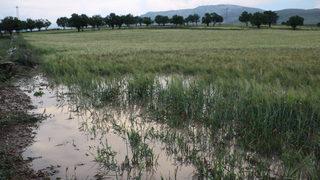 Afyonkarahisar'da sağanak tarım arazilerine zarar verdi