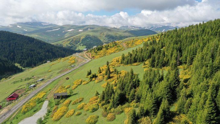 Giresun'un doğa harikası yaylalarında turizm hareketliliği başladı G5