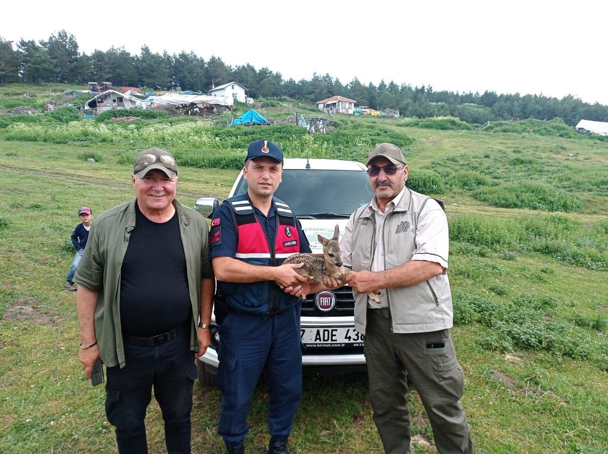 Amasya'da bitkin halde bulunan karaca yavrusu beslenip doğaya salındı