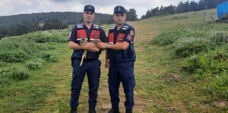 Amasya'da bitkin halde bulunan karaca yavrusu beslenip doğaya salındı G2