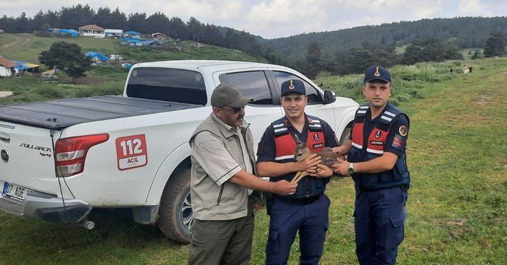 Amasya'da bitkin halde bulunan karaca yavrusu beslenip doğaya salındı G3