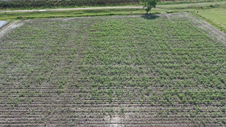 Edirne'de son yağışlar çiftçiyi sevindirdi G1