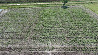 Edirne'de son yağışlar çiftçiyi sevindirdi