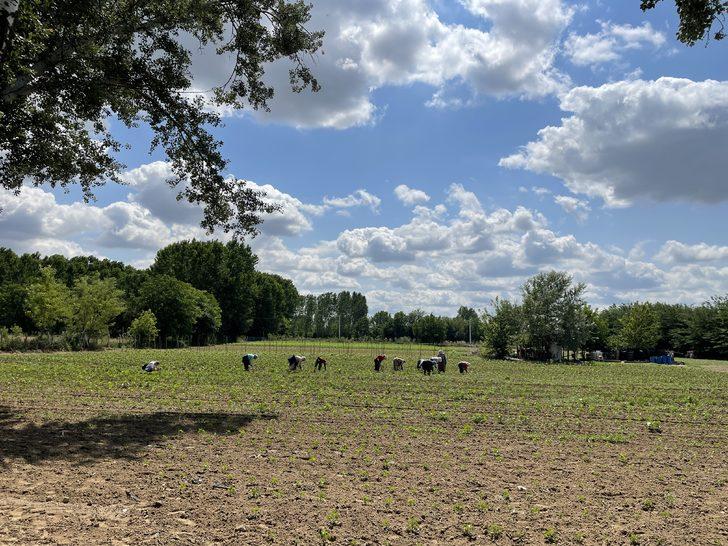 Edirne'de son yağışlar çiftçiyi sevindirdi G2