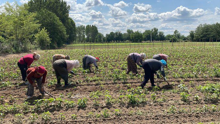 Edirne'de son yağışlar çiftçiyi sevindirdi G3