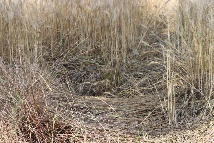 Edirne'de son yağışlar çiftçiyi sevindirdi G5