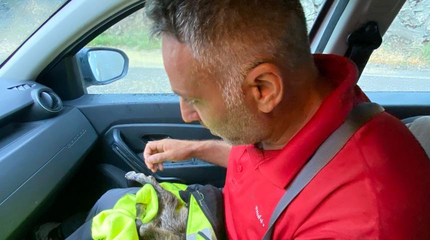 Artvin'de yaralı bulunan dağ keçisi yavrusu tedavi altına alındı