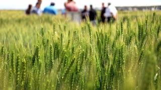 Konya'da kuraklığa dayanıklı hububat tanıtımı