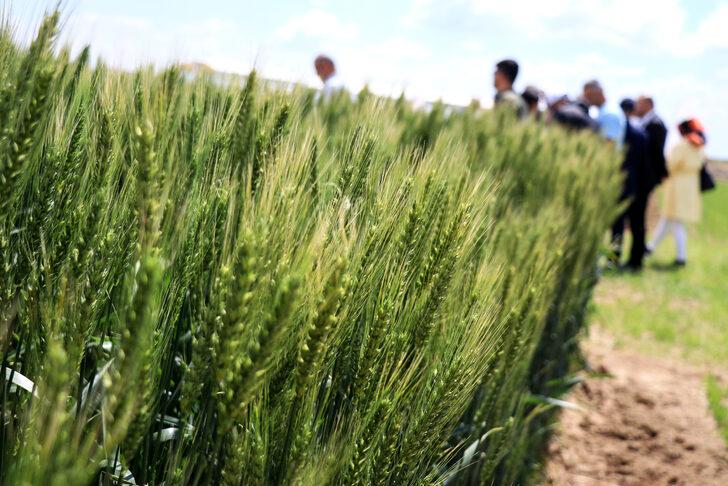 Konya'da kuraklığa dayanıklı hububat tanıtımı G5