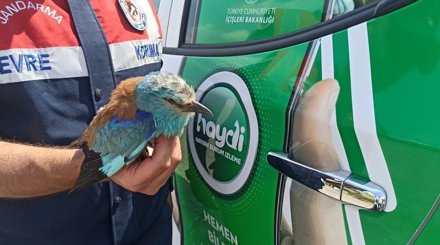 Aksaray'da jandarmanın bulduğu yaralı gökkuzgun tedaviye alındı