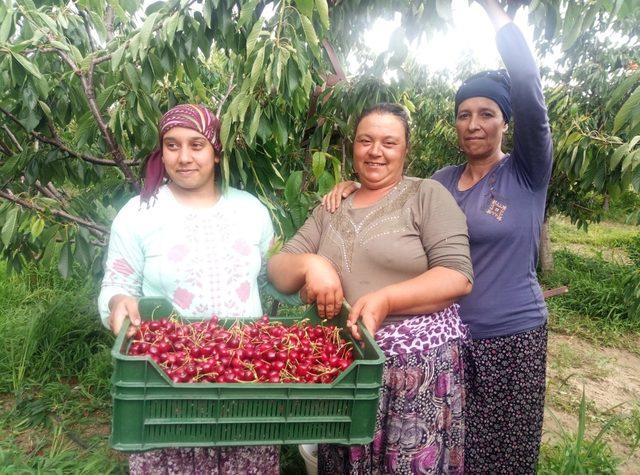 Avrupa'ya ihraç edilen Enez Çeribaşı kirazının hasadına başlandı