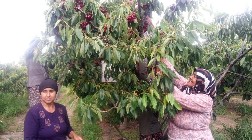 Avrupa'ya ihraç edilen Enez Çeribaşı kirazının hasadına başlandı