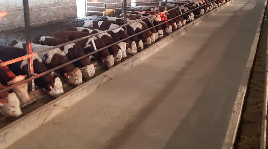 Dudak uçuklatan büyükbaş vurgunu! Bir şehir bunu konuşuyor... Çalıp kasaplara sattı