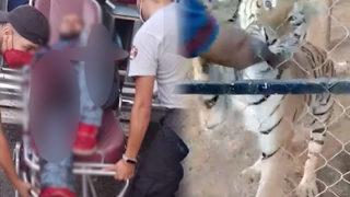 Korkunç olay! Bakıcısı olduğu kaplanın saldırısına uğrayan kişi öldü, o anlar saniye saniye görüntülendi