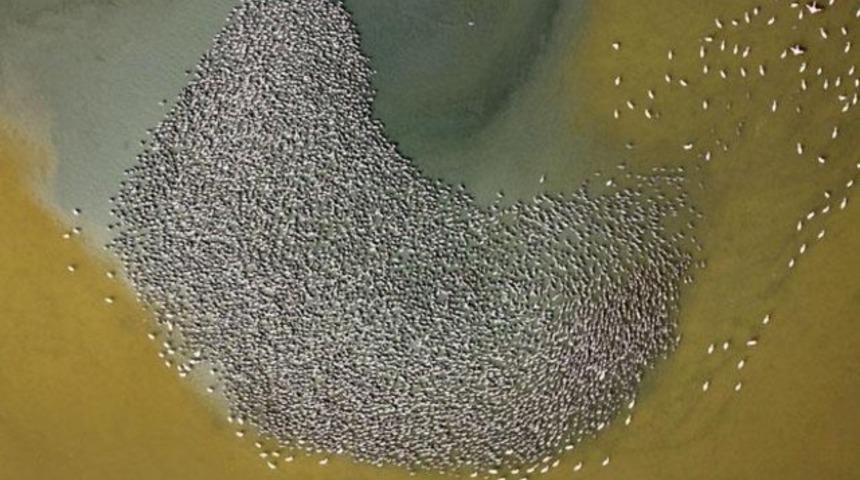 İzmir Kuş Cenneti'ndeki flamingolar havadan g&ouml;r&uuml;nt&uuml;lendi