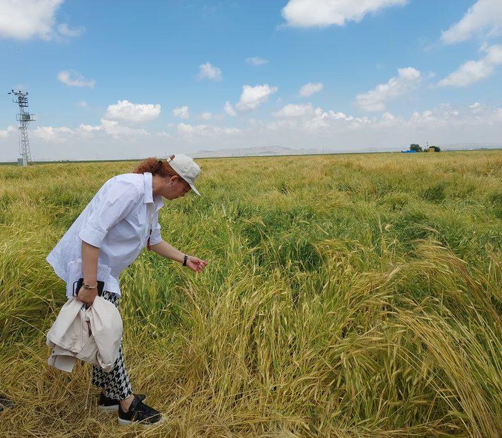 Sürdürülebilir Arazi Yönetimi ile tarımsal verim artırılıyor G5