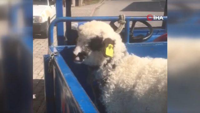 Ordu'da ilginç olay! Kuzusu ‘Anne’ diye seslenince büyük şaşkınlık yaşadı