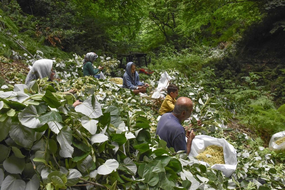 Bursa'daki ıhlamur ormanlarında hasat başladı