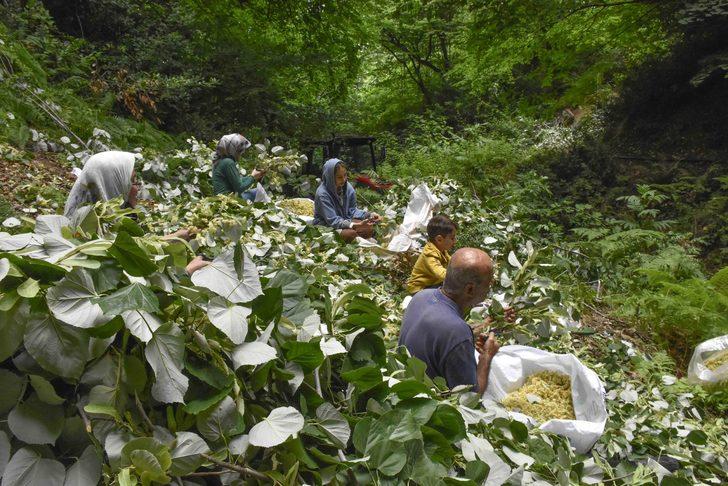 Bursa'daki ıhlamur ormanlarında hasat başladı G1