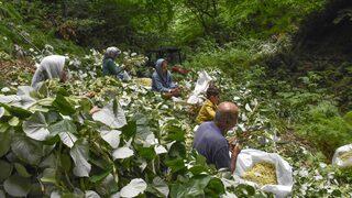 Bursa'daki ıhlamur ormanlarında hasat başladı