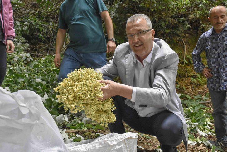 Bursa'daki ıhlamur ormanlarında hasat başladı G2