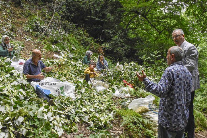 Bursa'daki ıhlamur ormanlarında hasat başladı G3
