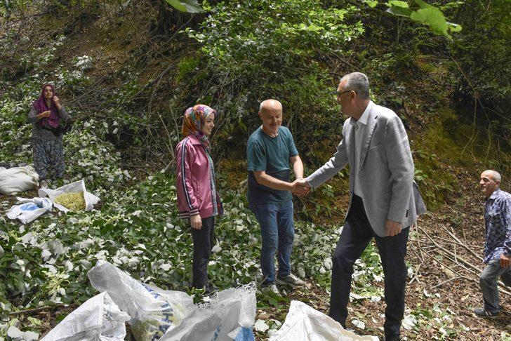 Bursa'daki ıhlamur ormanlarında hasat başladı G4