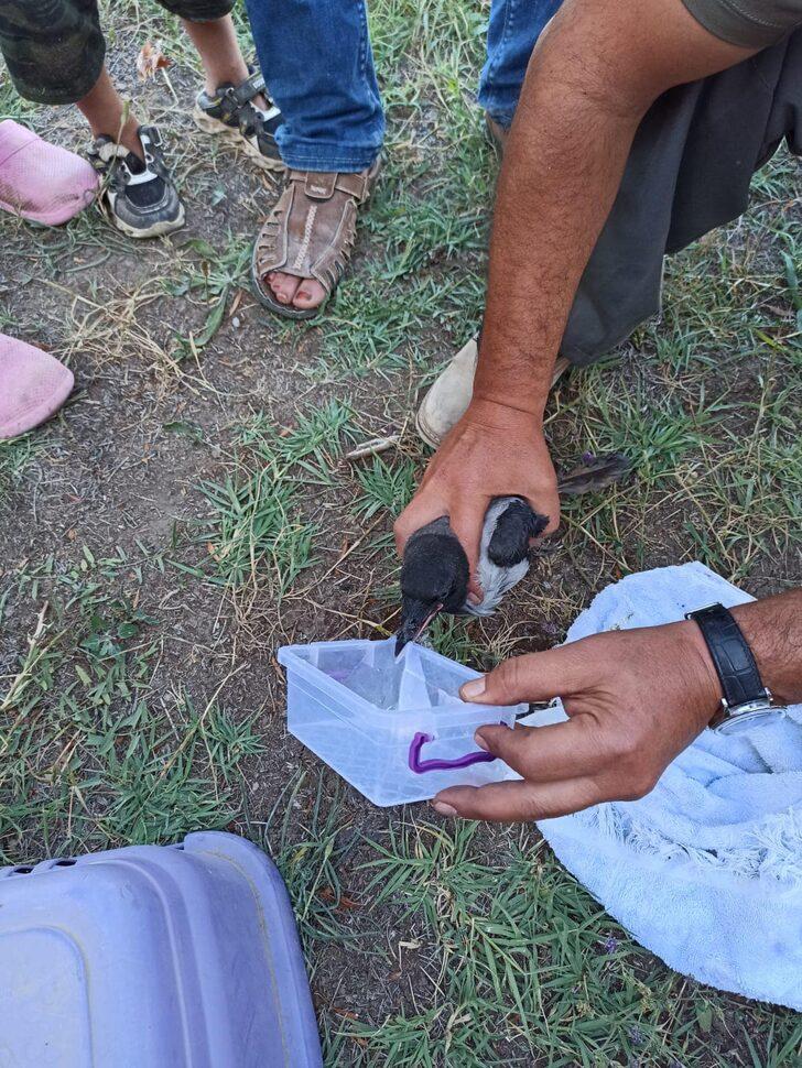 Iğdır'da ağaç dallarına sıkışan kargayı itfaiye ekipleri kurtardı G3