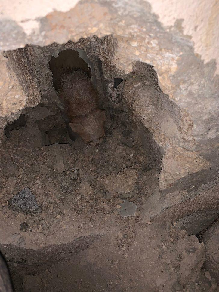 Kilis'te su borusuna sıkışan 4 kedi yavrusunu itfaiye kurtardı G3